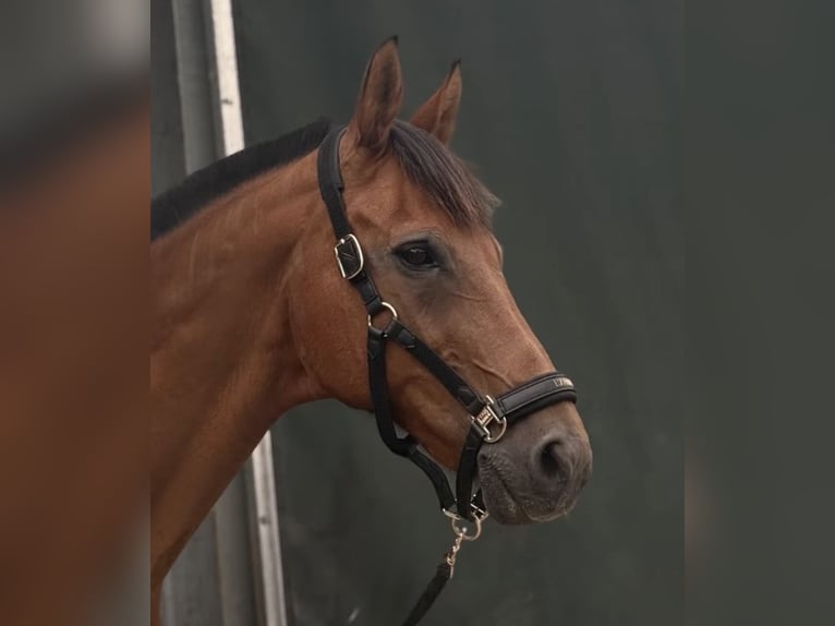 Oldenburger Wallach 24 Jahre Brauner in Melle