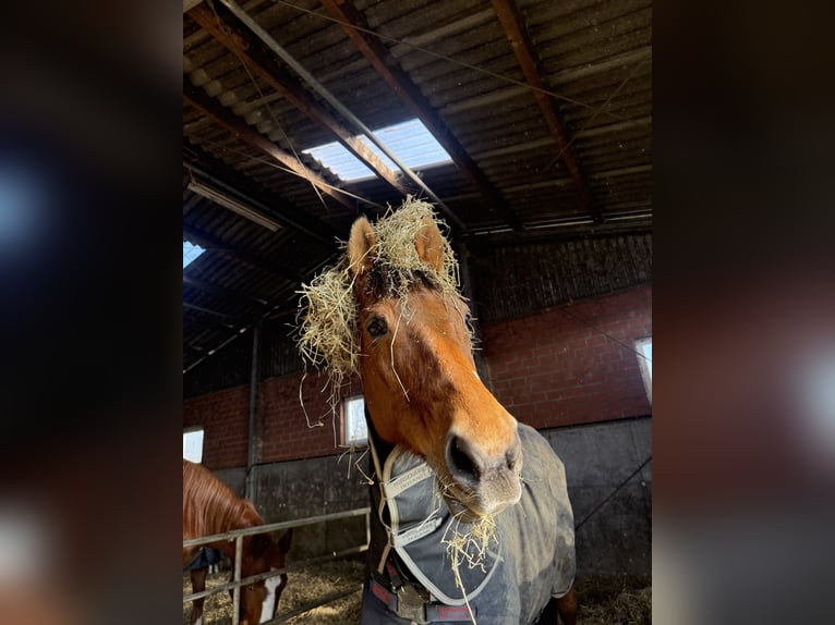 Oldenburger Wallach 24 Jahre Brauner in Melle