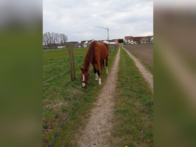 Oldenburger Wallach 26 Jahre 172 cm Rotfuchs in Karlskron