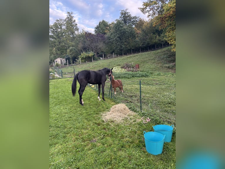 Oldenburger Wallach 2 Jahre 155 cm Schwarzbrauner in Prairie