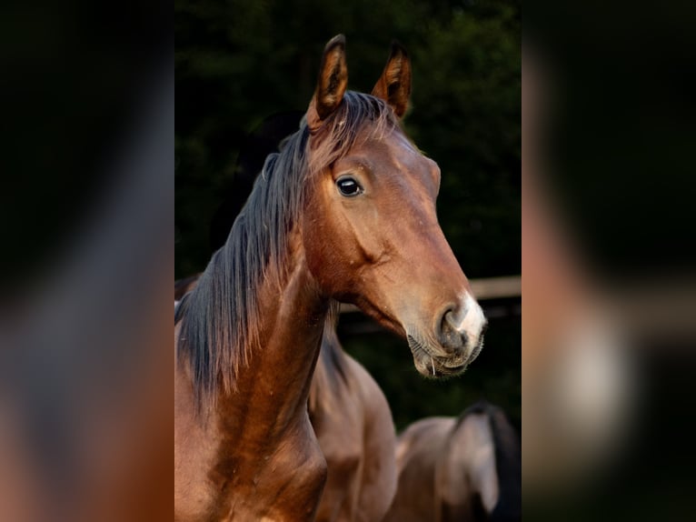Oldenburger Wallach 2 Jahre 160 cm Rotbrauner in Sadek