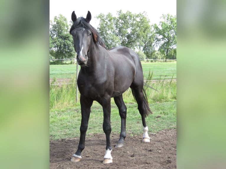 Oldenburger Wallach 2 Jahre 162 cm Rappe in Engelschoff