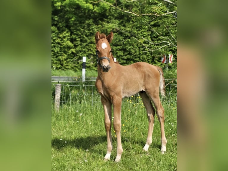 Oldenburger Wallach 2 Jahre 163 cm Dunkelfuchs in Bösel