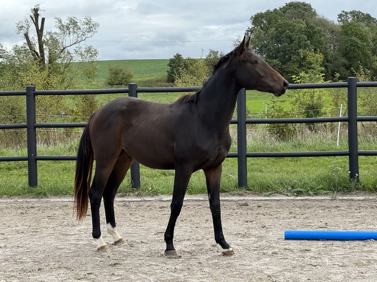 Oldenburger Wallach 2 Jahre 164 cm Dunkelbrauner in Laubach