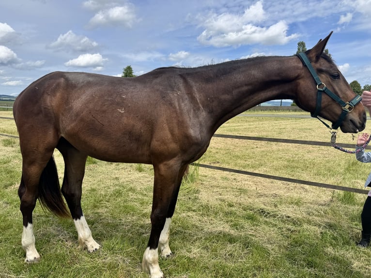 Oldenburger Wallach 2 Jahre 165 cm Brauner in Holzminden