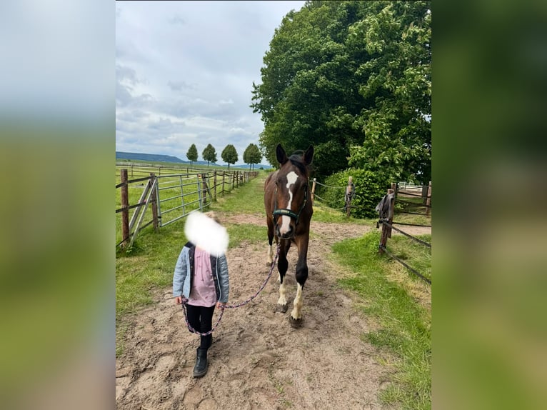 Oldenburger Wallach 2 Jahre 165 cm Brauner in Holzminden