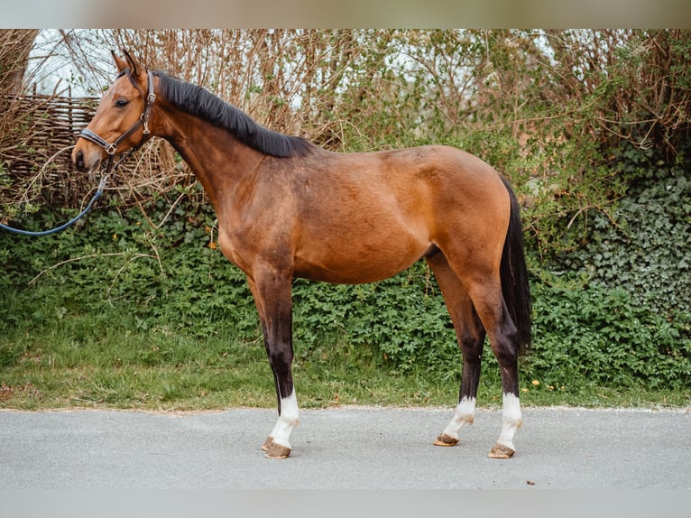 Oldenburger Wallach 2 Jahre 165 cm Brauner in Uplengen
