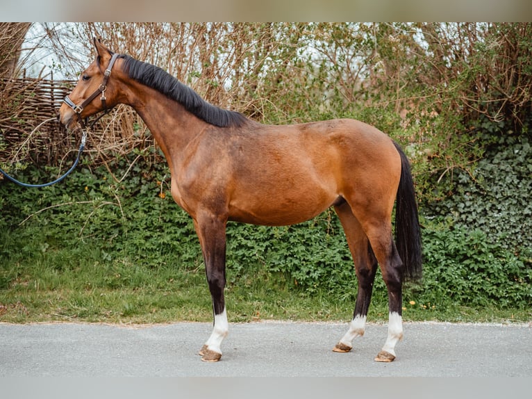 Oldenburger Wallach 2 Jahre 165 cm Brauner in Uplengen