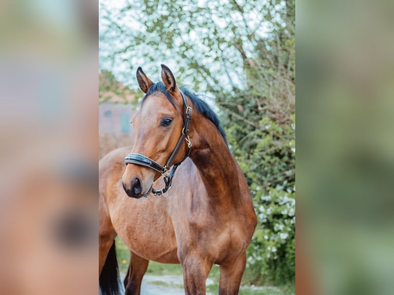 Oldenburger Wallach 2 Jahre 165 cm Brauner in Uplengen