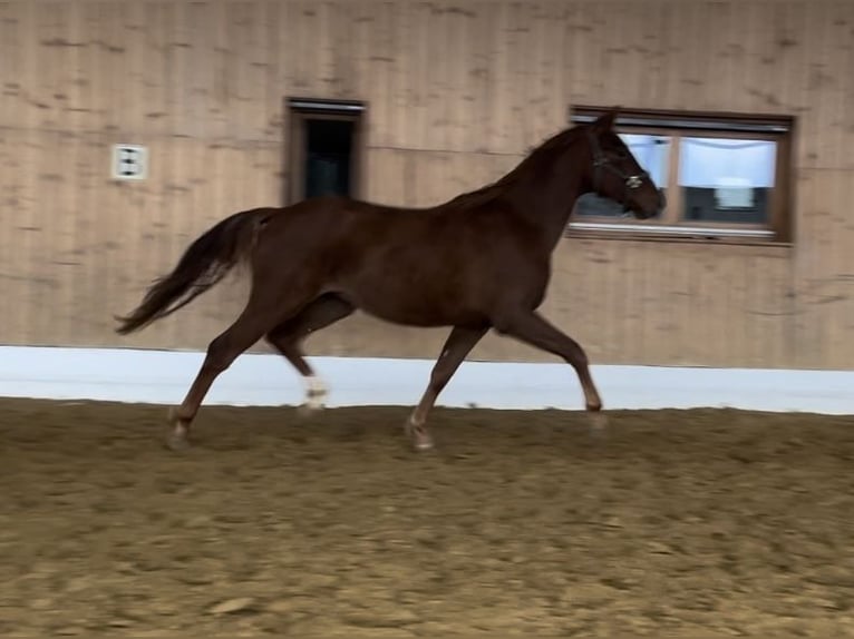 Oldenburger Wallach 2 Jahre 165 cm Fuchs in Verl