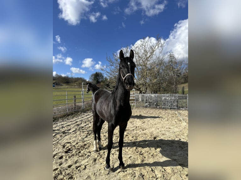 Oldenburger Wallach 2 Jahre 165 cm Rappe in Alsfeld