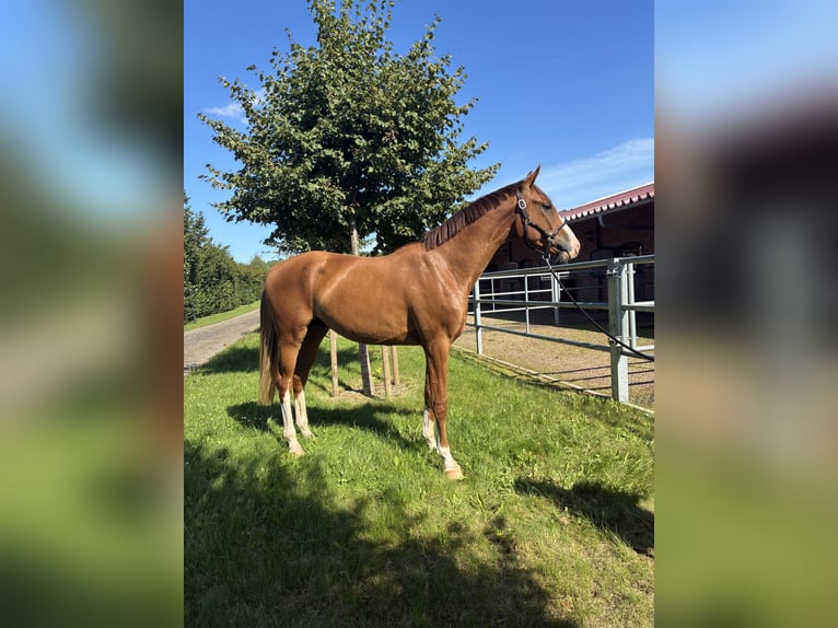 Oldenburger Wallach 2 Jahre 166 cm Dunkelfuchs in Blunk