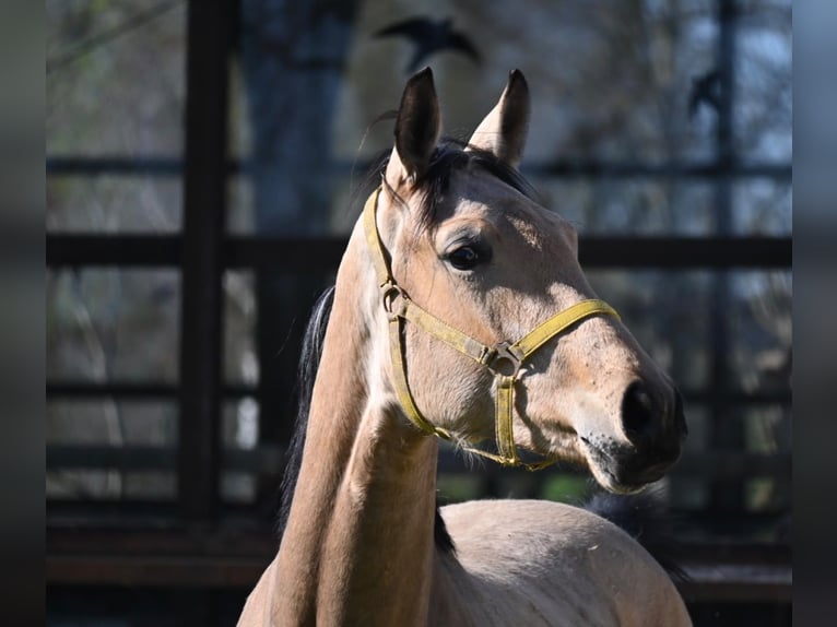 Oldenburger Wallach 2 Jahre 167 cm Buckskin in Bad Füssing
