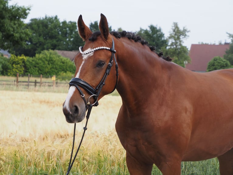 Oldenburger Wallach 2 Jahre 168 cm Brauner in Bramsche