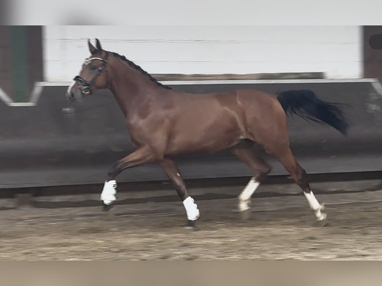 Oldenburger Wallach 2 Jahre 168 cm Brauner in Bramsche