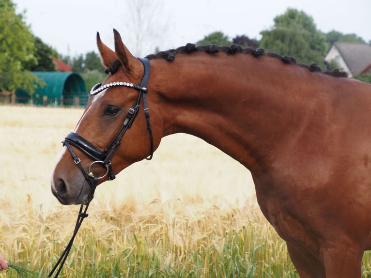 Oldenburger Wallach 2 Jahre 168 cm Brauner in Bramsche