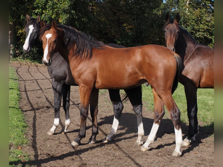 Oldenburger Wallach 2 Jahre 168 cm Brauner in Bramsche