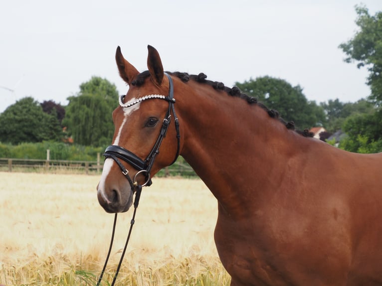 Oldenburger Wallach 2 Jahre 168 cm Brauner in Bramsche