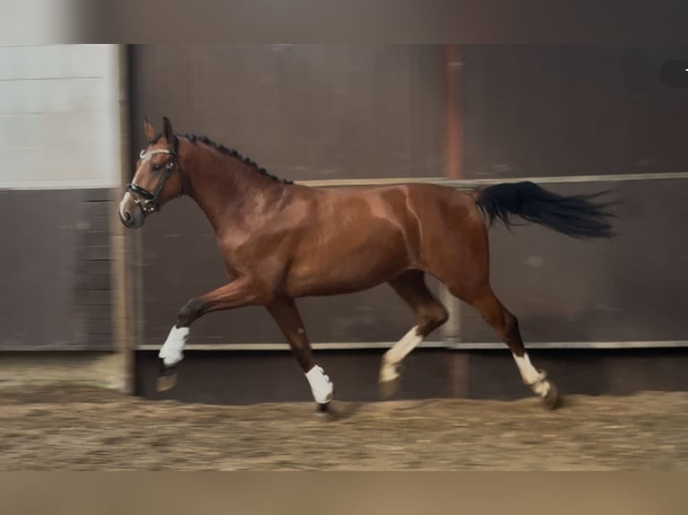 Oldenburger Wallach 2 Jahre 168 cm Brauner in Bramsche
