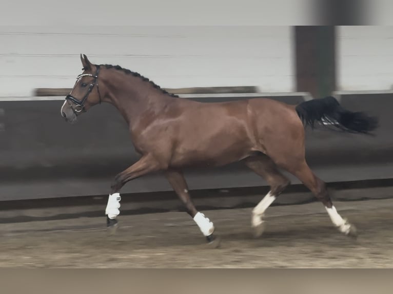 Oldenburger Wallach 2 Jahre 168 cm Brauner in Bramsche