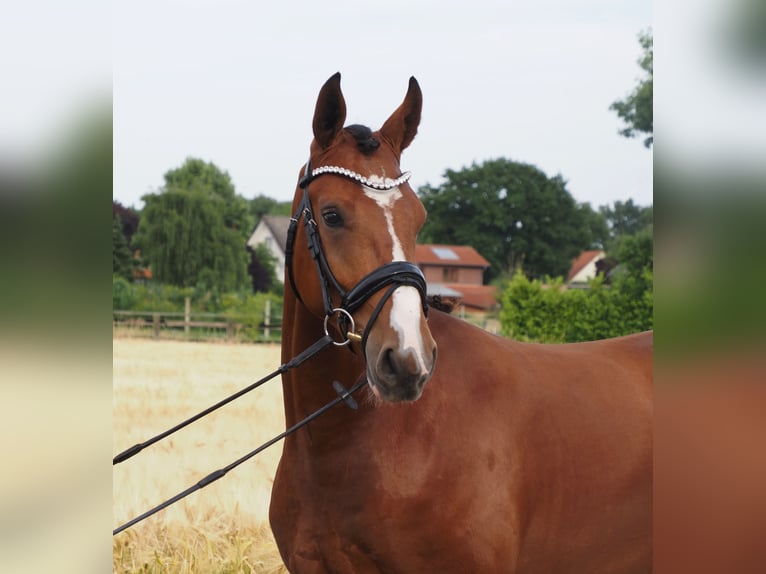 Oldenburger Wallach 2 Jahre 168 cm Brauner in Bramsche