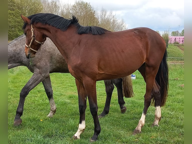 Oldenburger Wallach 2 Jahre 168 cm Brauner in Parchim