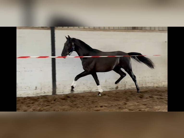 Oldenburger Wallach 2 Jahre 168 cm Rappe in Drochtersen