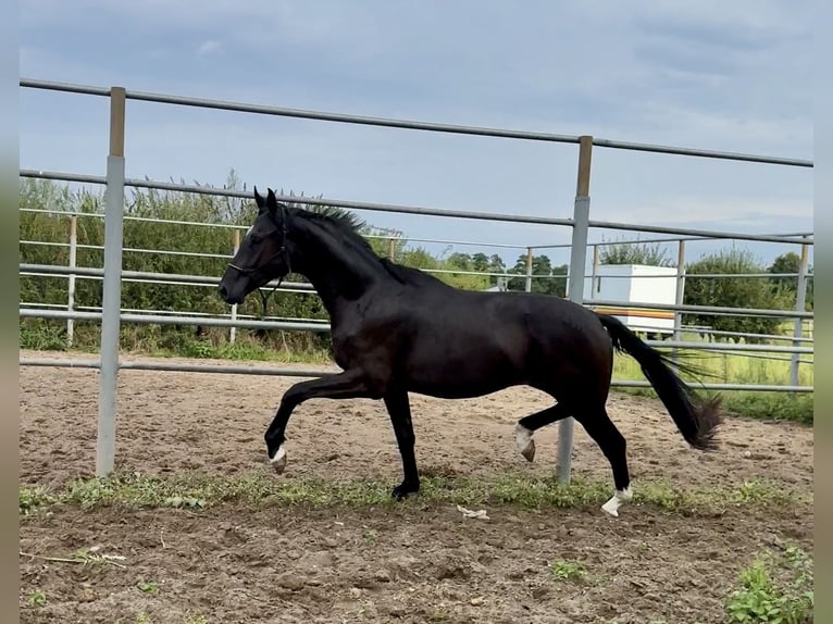 Oldenburger Wallach 2 Jahre 168 cm Rappe in Steinfeld (Oldenburg)