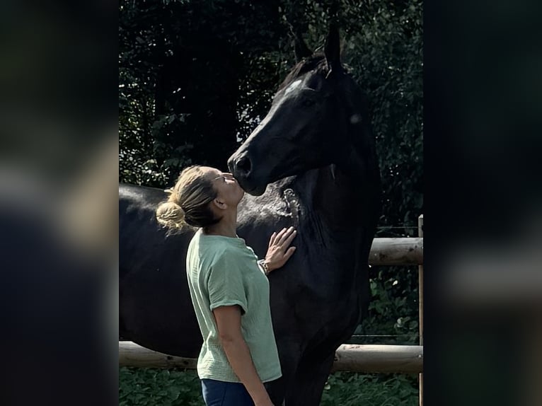 Oldenburger Wallach 2 Jahre 168 cm Rappe in Steinfeld (Oldenburg)