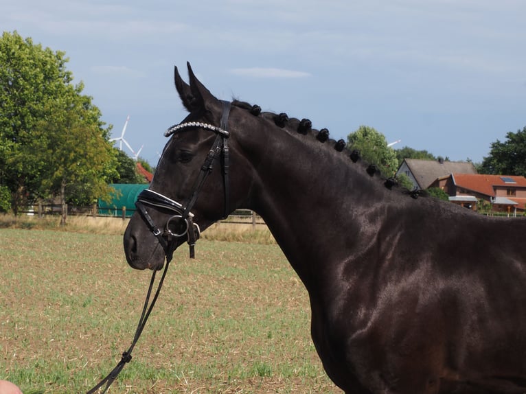 Oldenburger Wallach 2 Jahre 168 cm Rappe in Bramsche