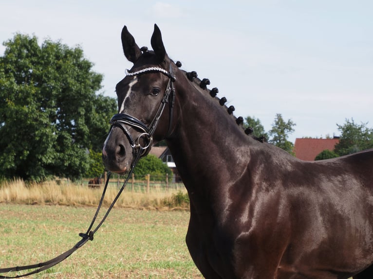 Oldenburger Wallach 2 Jahre 168 cm Rappe in Bramsche