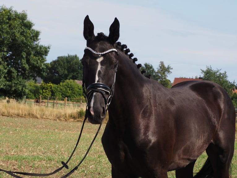 Oldenburger Wallach 2 Jahre 168 cm Rappe in Bramsche