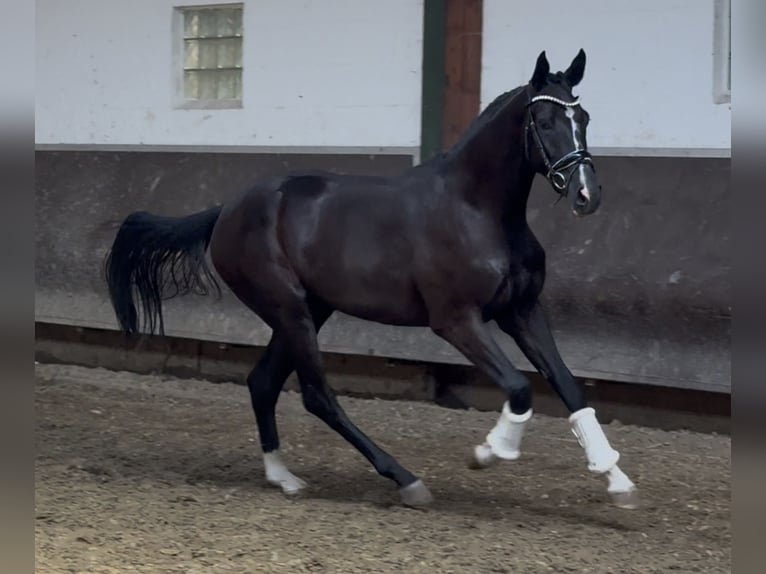 Oldenburger Wallach 2 Jahre 168 cm Rappe in Bramsche