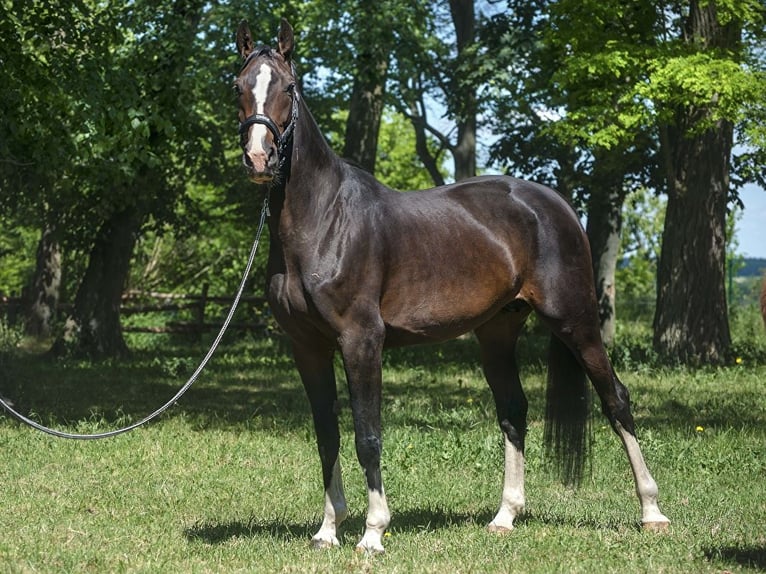 Oldenburger Wallach 2 Jahre 168 cm Rotbrauner in Krasne-Lasocice