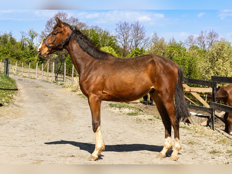 Oldenburger Wallach 2 Jahre 168 cm Rotbrauner in Krasne-Lasocice
