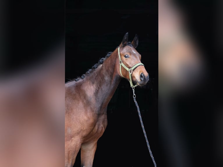 Oldenburger Wallach 2 Jahre 169 cm Dunkelbrauner in Drentwede