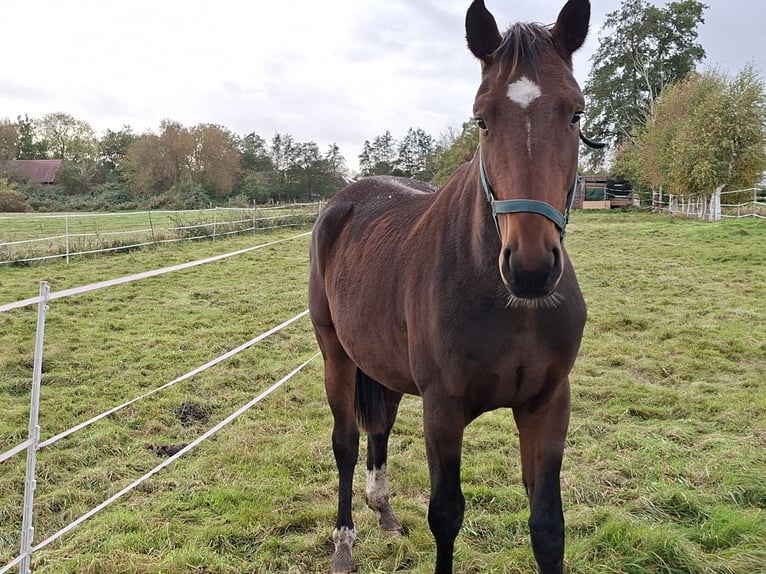 Oldenburger Wallach 2 Jahre 170 cm Brauner in Südbrookmerland