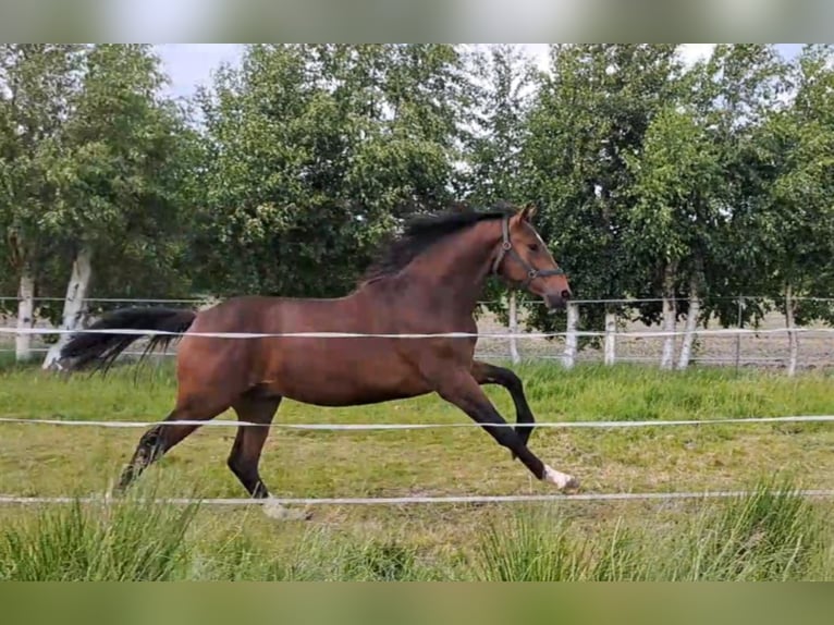 Oldenburger Wallach 2 Jahre 170 cm Brauner in Südbrookmerland