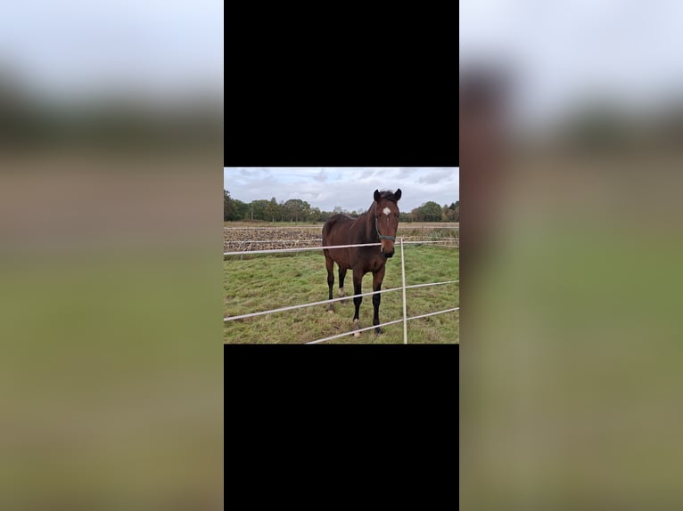 Oldenburger Wallach 2 Jahre 170 cm Brauner in Südbrookmerland