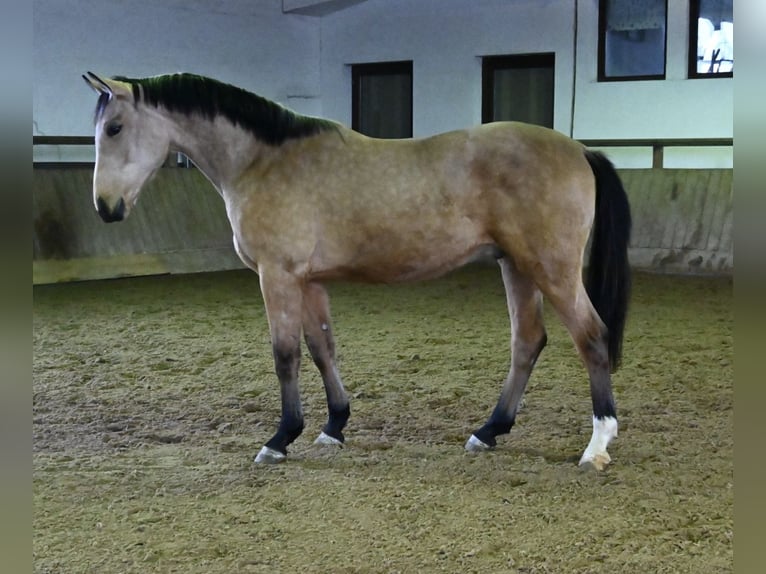 Oldenburger Wallach 2 Jahre 170 cm Buckskin in Bad Füssing