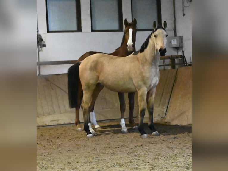 Oldenburger Wallach 2 Jahre 170 cm Buckskin in Bad Füssing