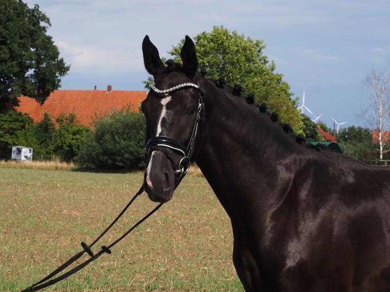 Oldenburger Wallach 2 Jahre 170 cm Rappe in Bramsche