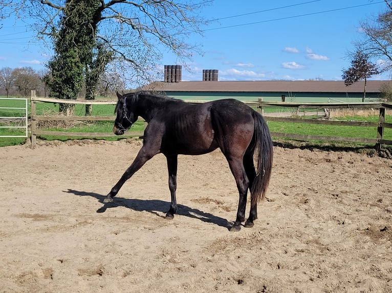 Oldenburger Wallach 2 Jahre 170 cm Schwarzbrauner in Wildeshausen