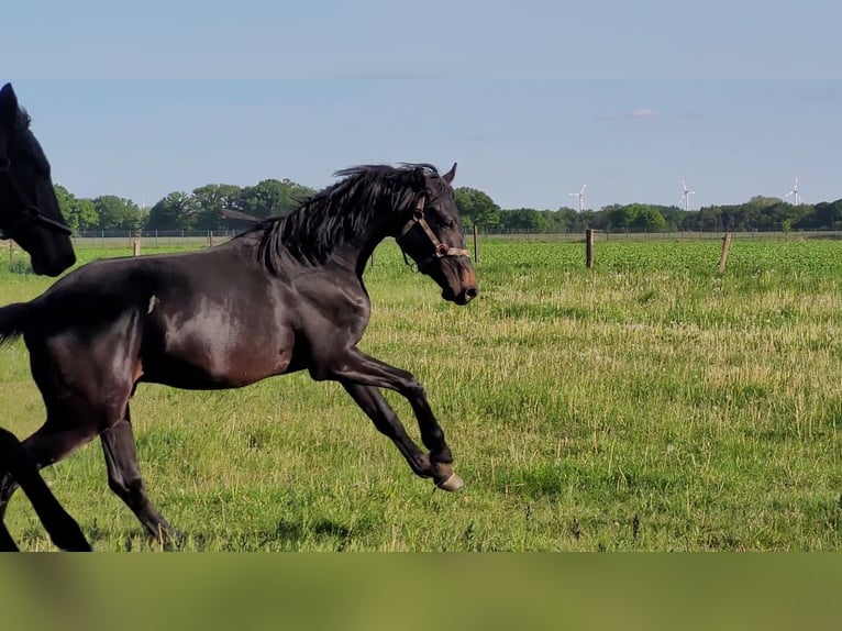 Oldenburger Wallach 2 Jahre 170 cm Schwarzbrauner in Wildeshausen
