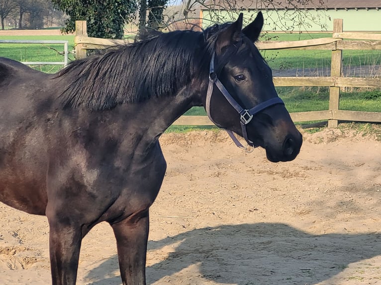 Oldenburger Wallach 2 Jahre 170 cm Schwarzbrauner in Wildeshausen