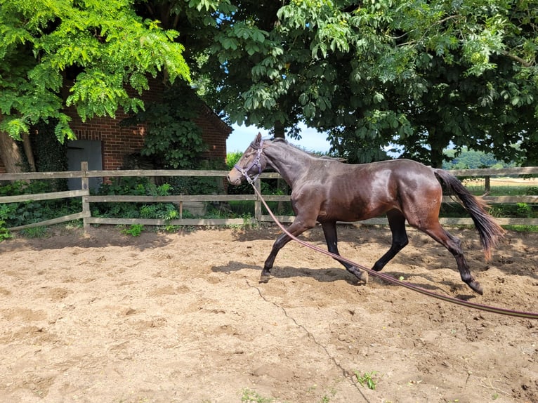 Oldenburger Wallach 2 Jahre 170 cm Schwarzbrauner in Wildeshausen