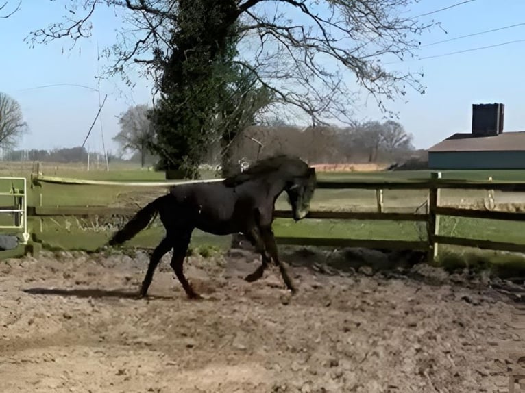 Oldenburger Wallach 2 Jahre 170 cm Schwarzbrauner in Wildeshausen
