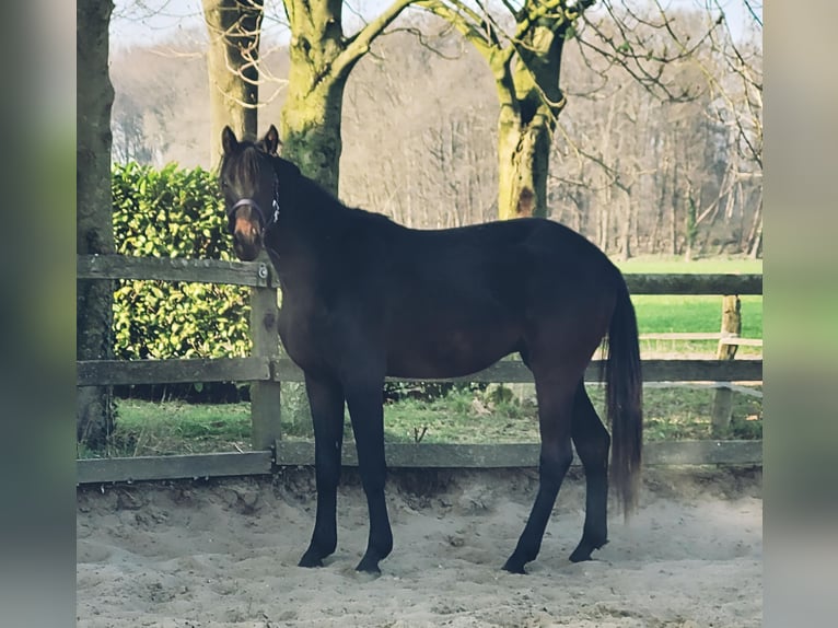 Oldenburger Wallach 2 Jahre 170 cm Schwarzbrauner in Wildeshausen