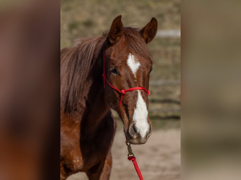 Oldenburger Wallach 2 Jahre 175 cm Dunkelfuchs in Geisenheim