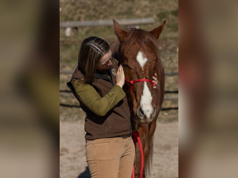 Oldenburger Wallach 2 Jahre 175 cm Dunkelfuchs in Geisenheim